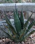 Agave Gentryi