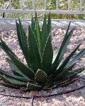 Agave Ghiesbreghtii