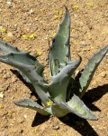 Agave Gigantensis