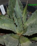 Agave Gracilipes