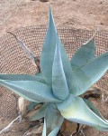 Agave Guiengola