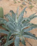 Agave Gypsophila