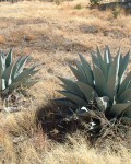 Agave Havardiana