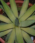 Agave Impressa