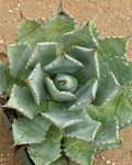 Agave Isthmensis