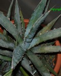 Agave Kerchovei