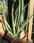 Agave Lechuguilla