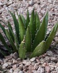 Agave Lophantha