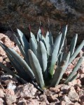 Agave Macroacantha