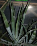 Agave Mapisaga