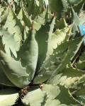 Agave Margaritae