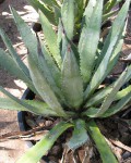 Agave Murpheyi