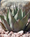 Agave Neomexicana