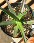 Agave Nizandensis