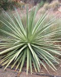 Agave Ocahui