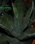 Agave Oroensis