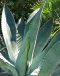 Agave Pachycentra