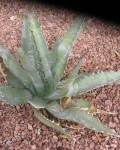 Agave Palmeri