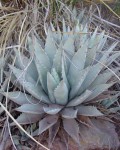 Agave Parryi