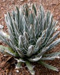 Agave Parviflora