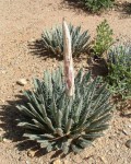 Agave Polianthiflora