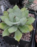 Agave Potatorum