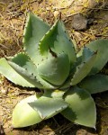 Agave Pygmae