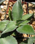 Agave Scabra