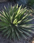 Agave Schidigera