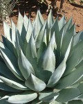 Agave Sebastiana