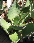 Agave Shrevei