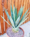 Agave Sisalana