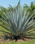 Agave tequilana