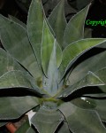 Agave Thomasae