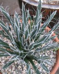 Agave Toumeyana