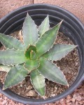 Agave Univittata