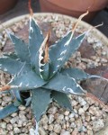 Agave Utahensis