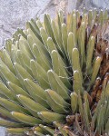 Agave Victoriae-reginae