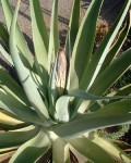 Agave Vilmoriniana