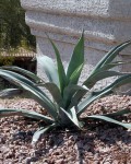 Agave Weberi