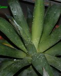 Agave Wendtii