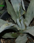 Agave Wocomahi