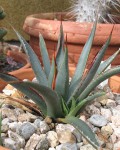 Agave X Arizonica