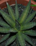 Agave X Glomeruliflora