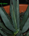 Agave X Nigra