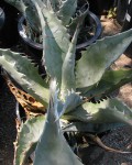 Agave Zebra