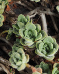 Aichryson tortuosum var. bethencourtianum