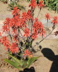 Aloe Affinis