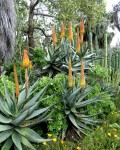 Aloe Africana