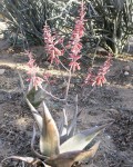 Aloe Ahmarensis